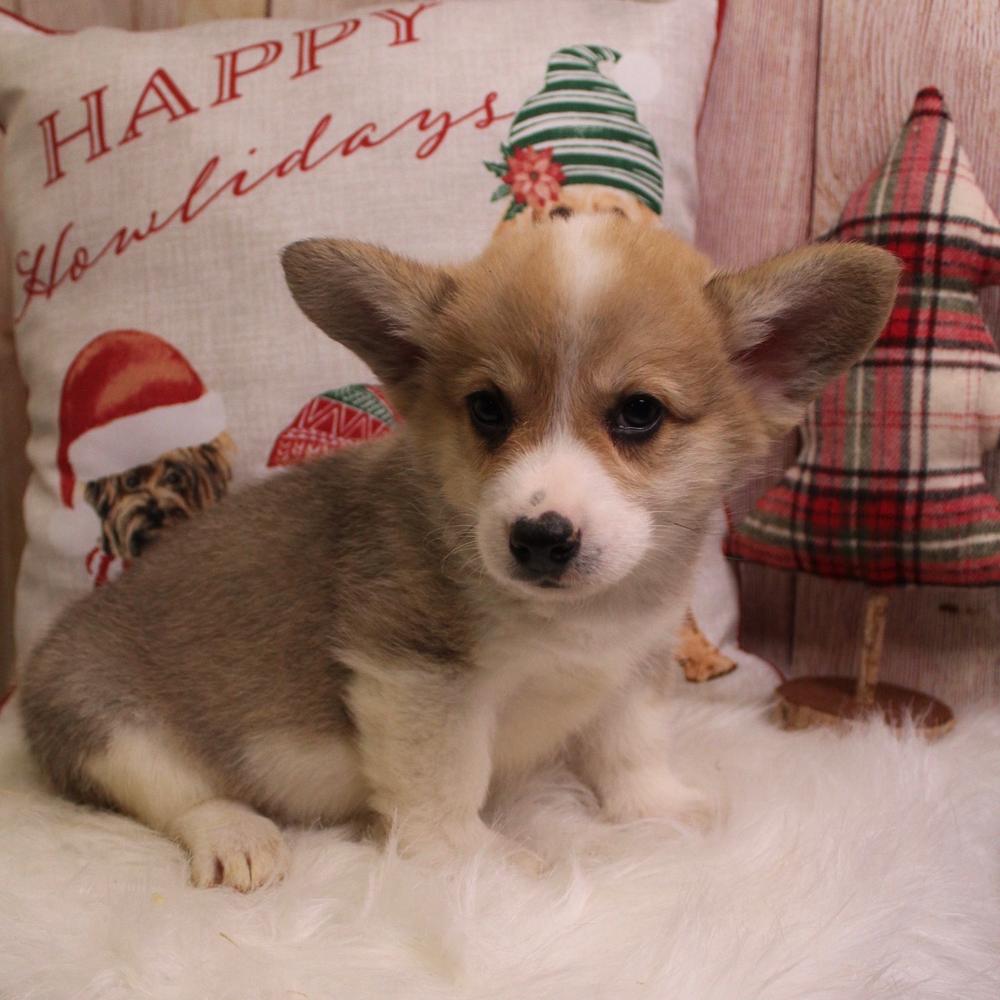 can a alaskan husky and a pembroke welsh corgi be friends