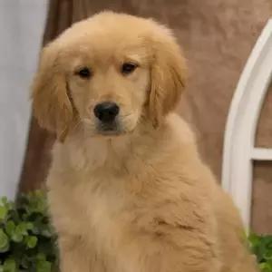 Cooper