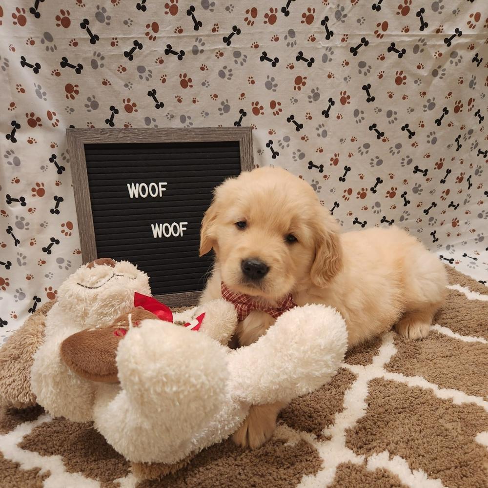 Little Mister