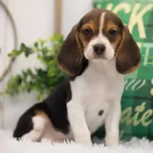 Remi
