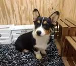 Tucker