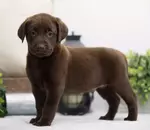Titus