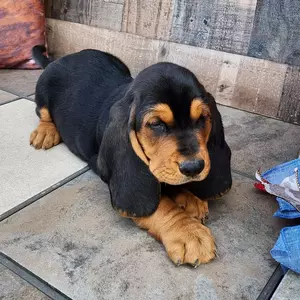 Charlie