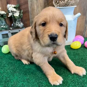 Rufus