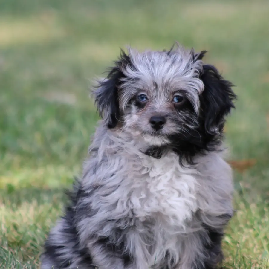 Buy aussiedoodle best sale