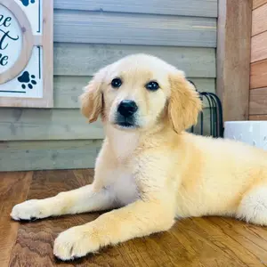 Meet Hank : r/goldenretriever