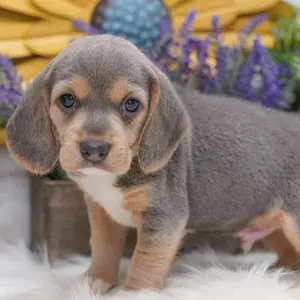 Grey beagle puppies for 2024 sale