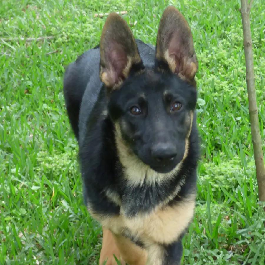 Heidi an adorable German Shepherd puppy