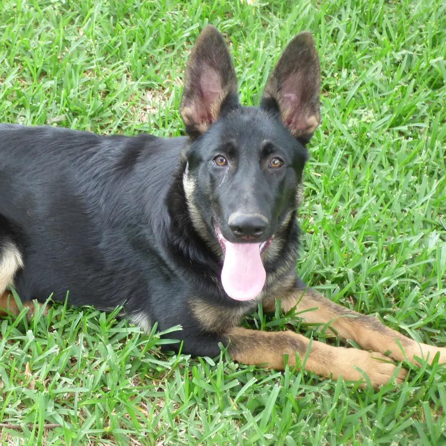 Harley an adorable German Shepherd puppy