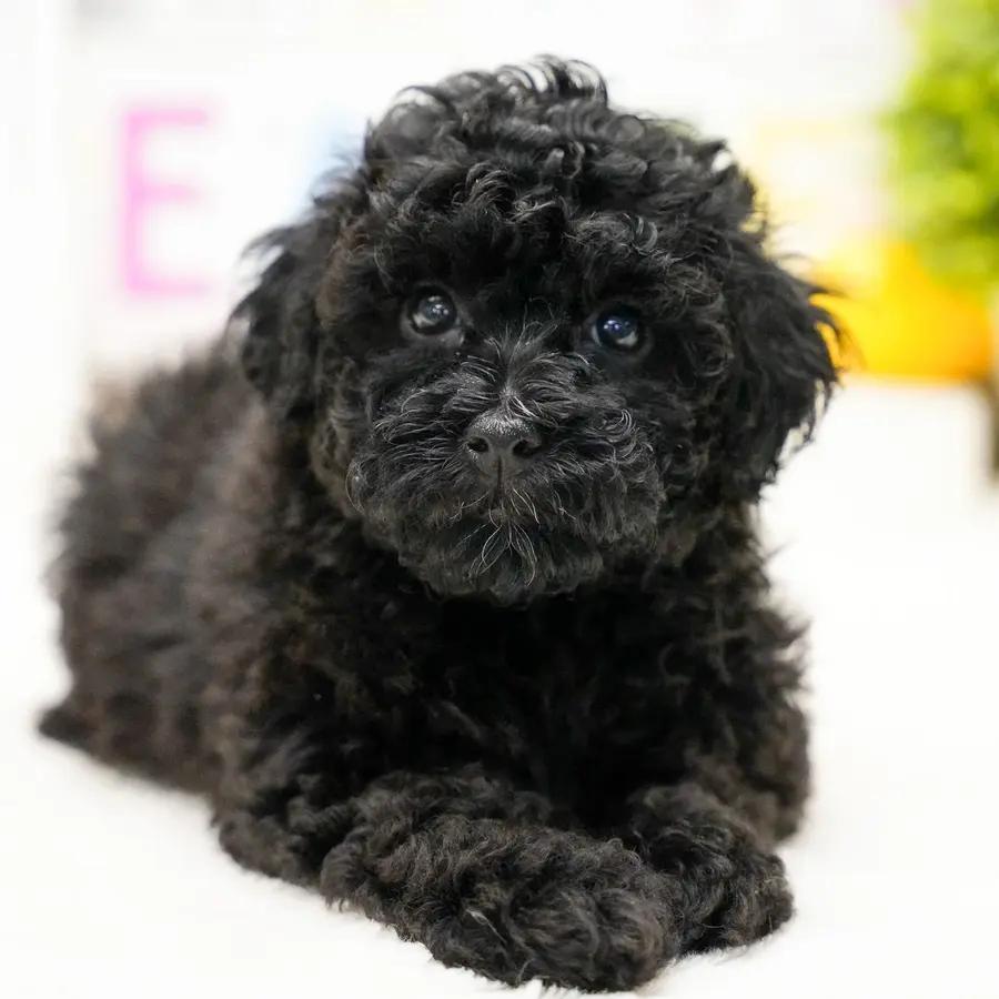 Caroline an adorable Poodle puppy