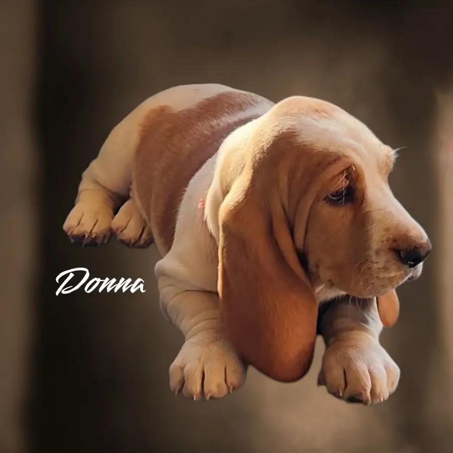 Donna an adorable Basset Hound puppy