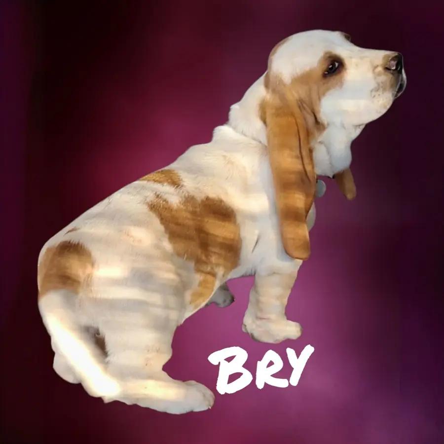 Bry an adorable Basset Hound puppy
