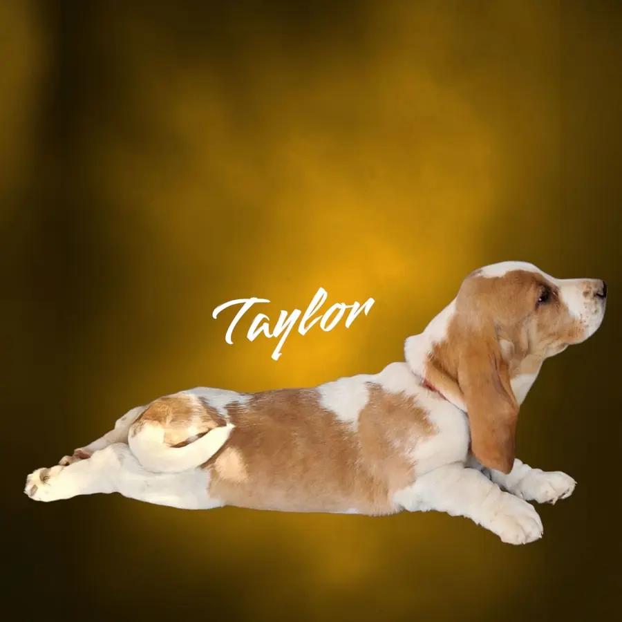 Taylor an adorable Basset Hound puppy