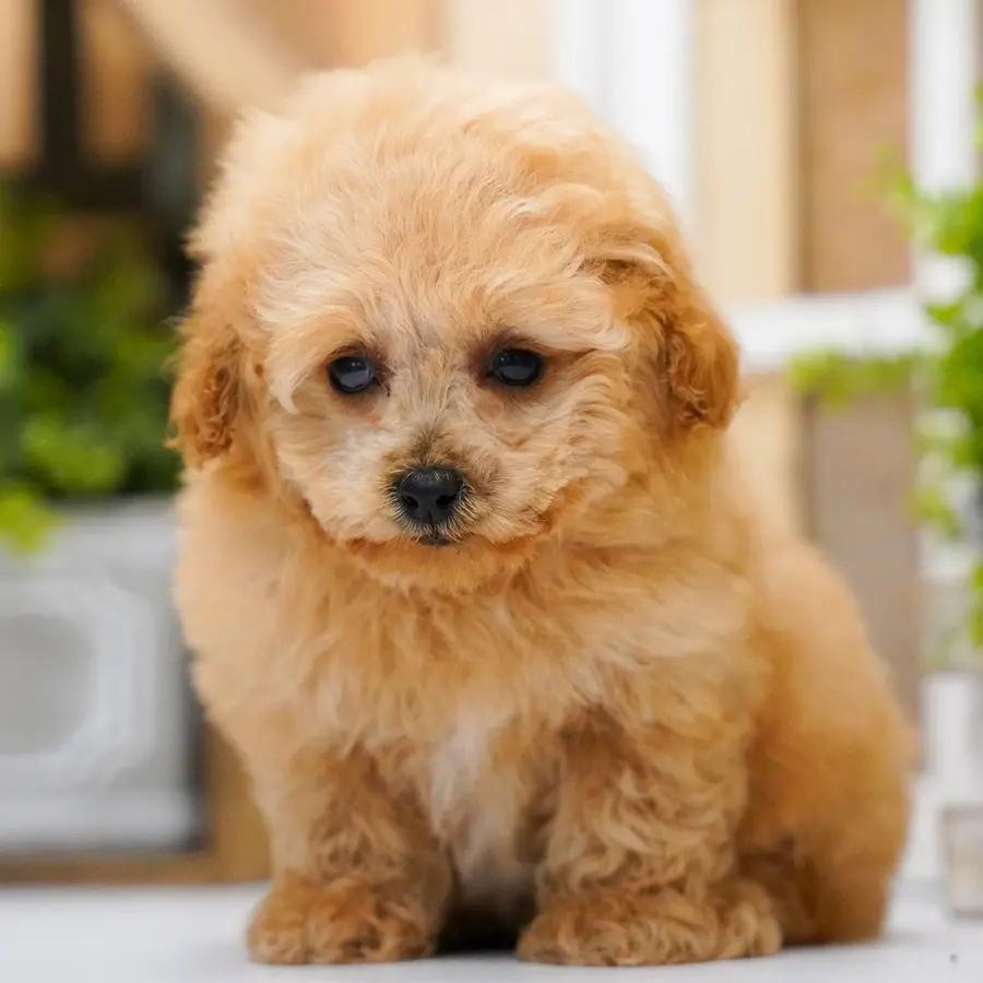 Teddy an adorable Poodle puppy
