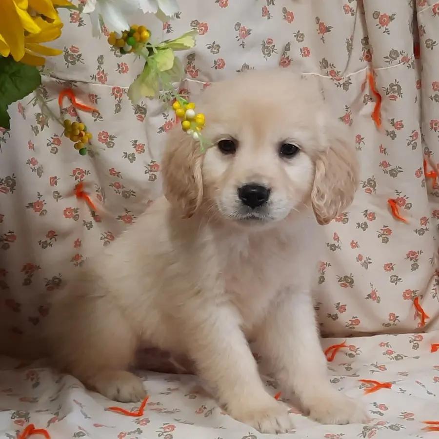 Augustus