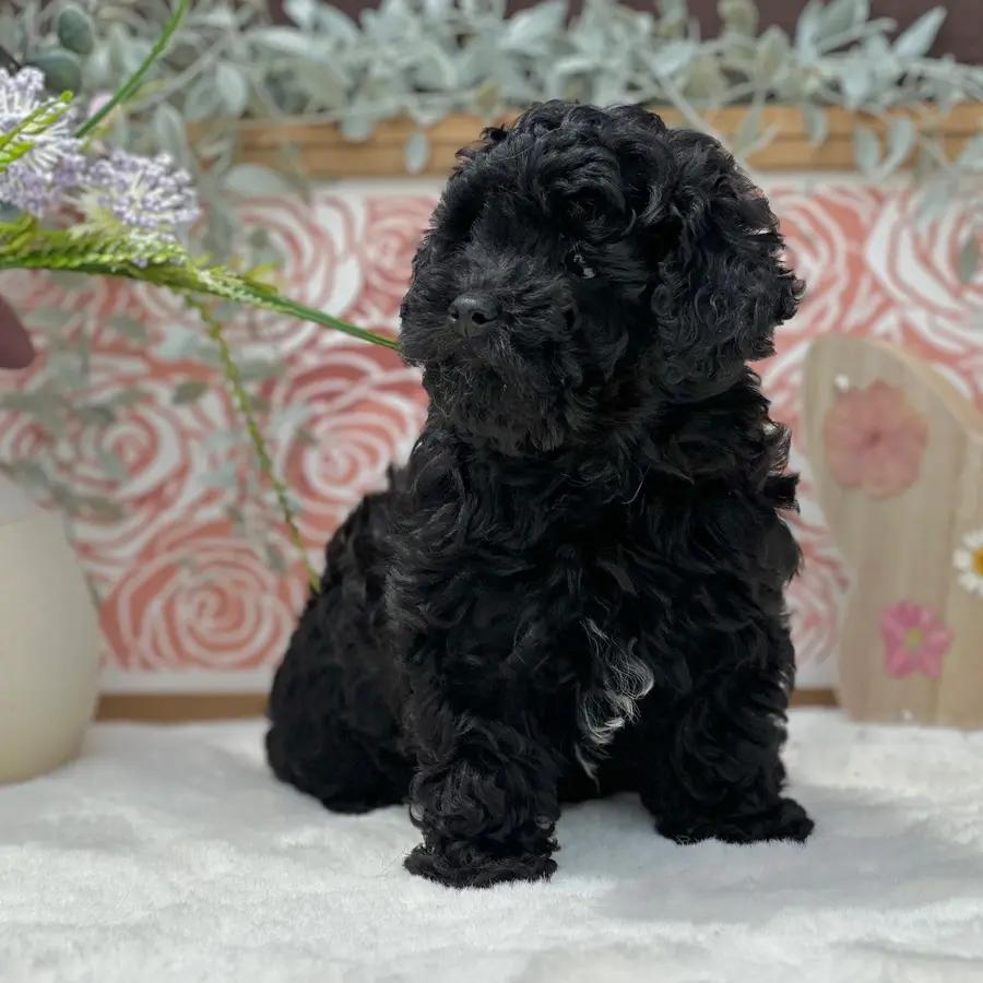 Kennedy an adorable Poodle puppy