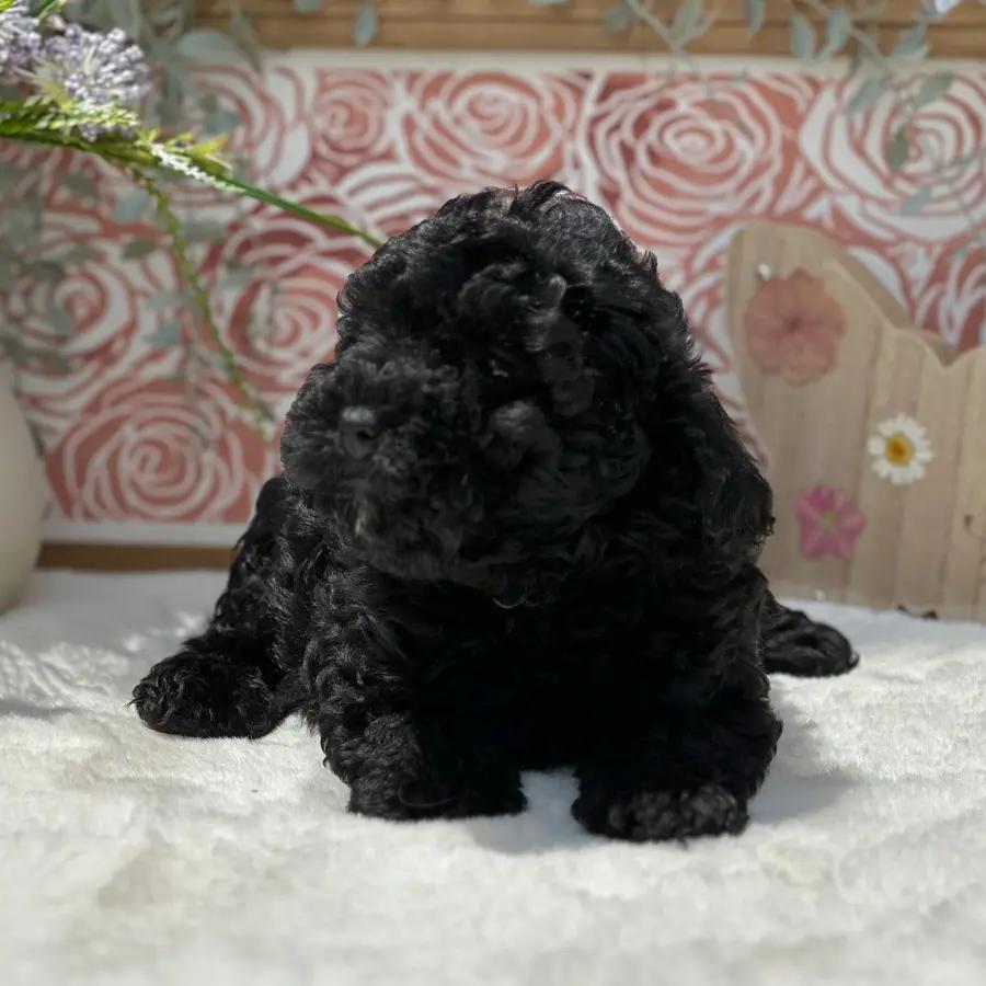 Hallie an adorable Poodle puppy