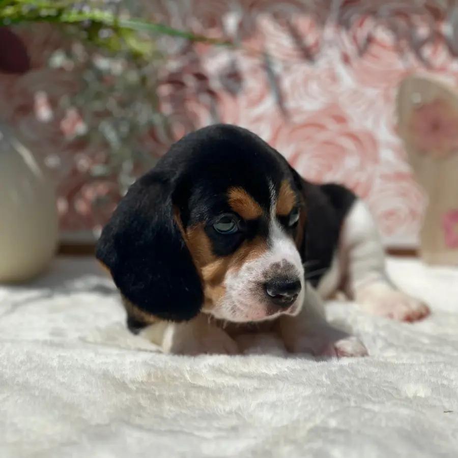 Cooper