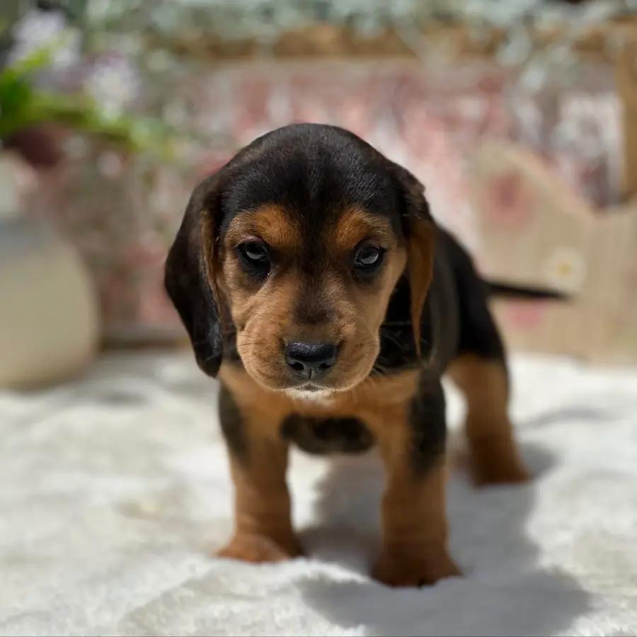 Molly