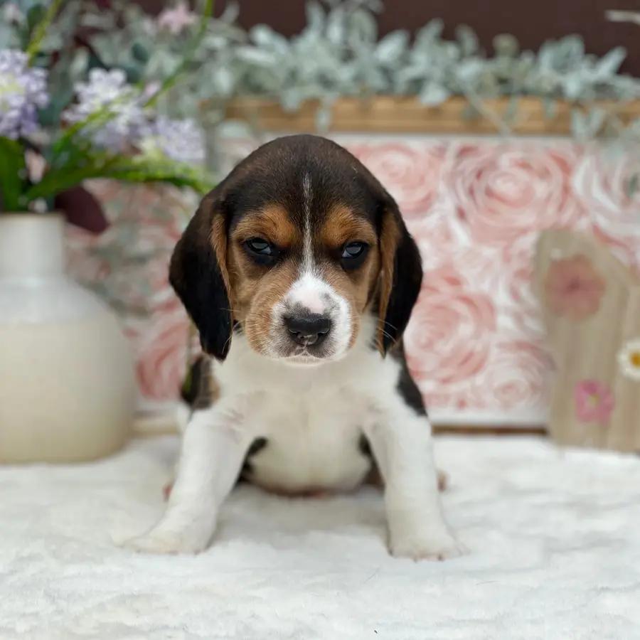 Charlie