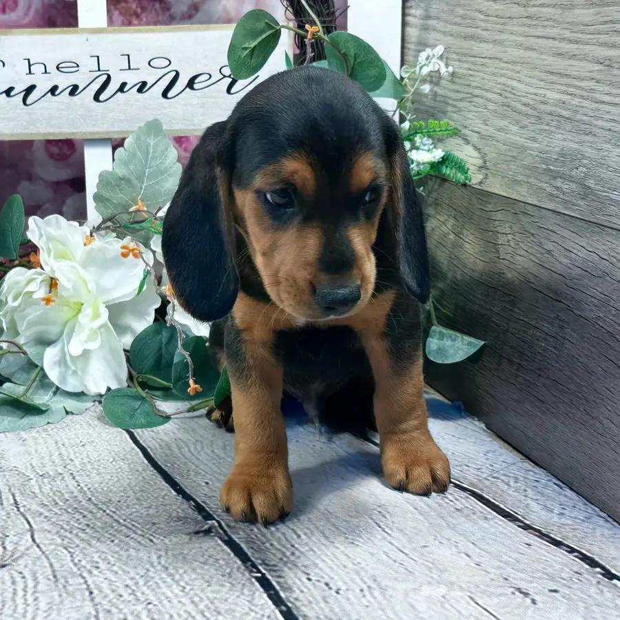 Romeo