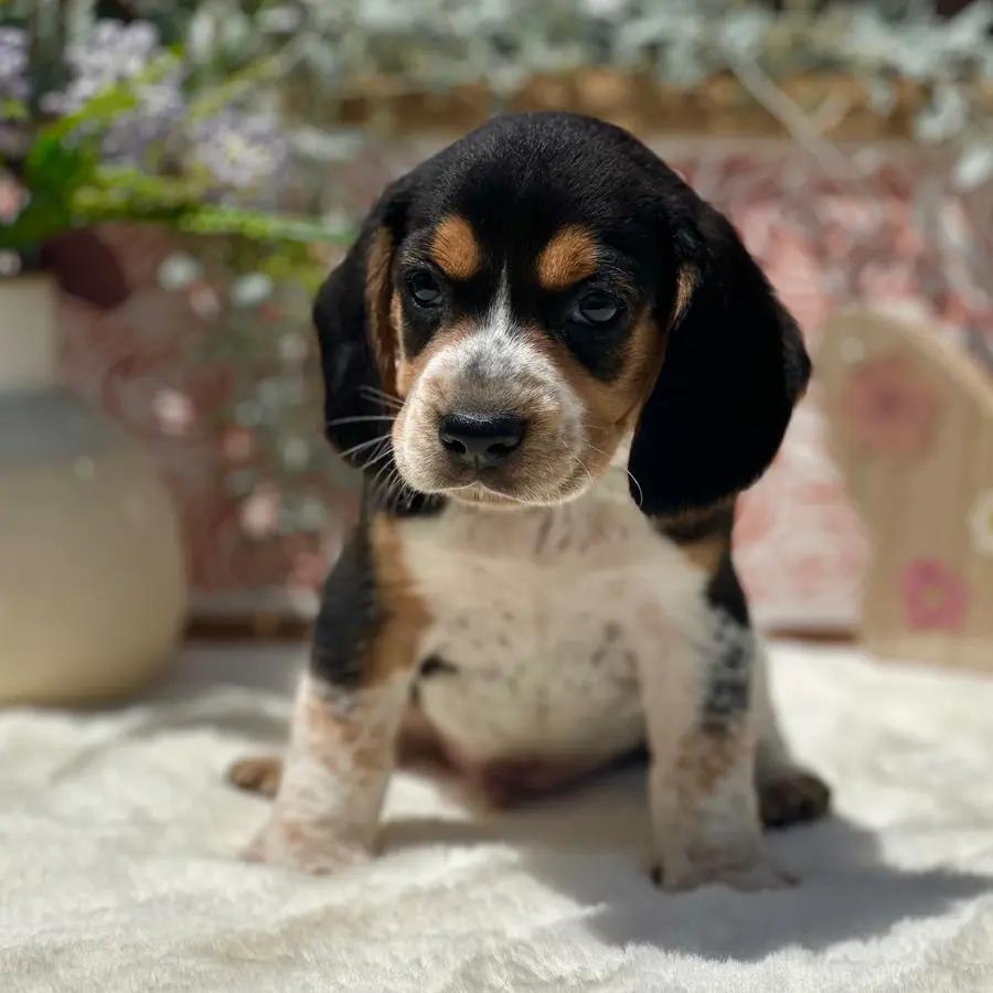 Jack