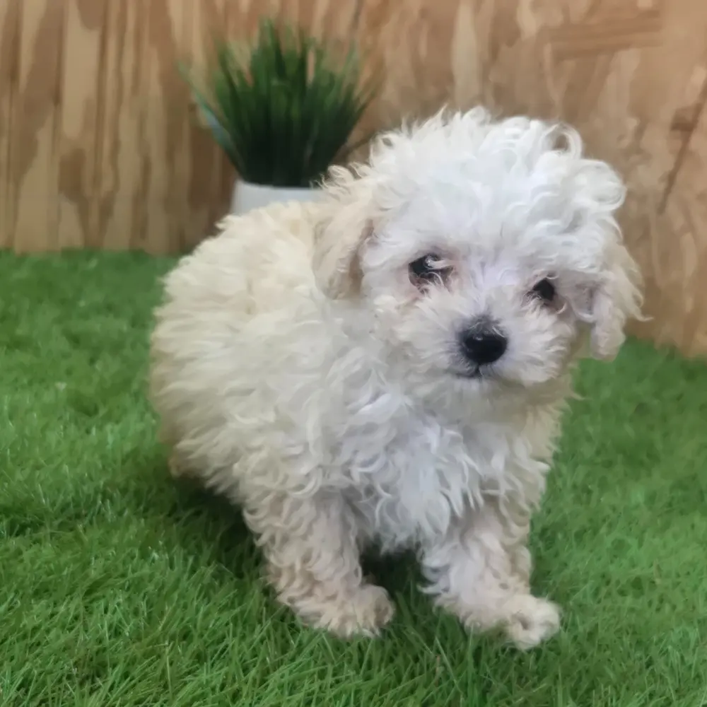 Mike an adorable Poodle puppy