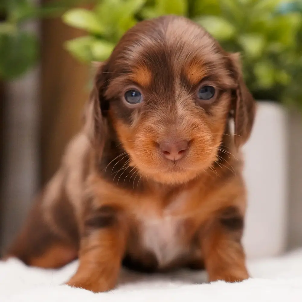 Harper