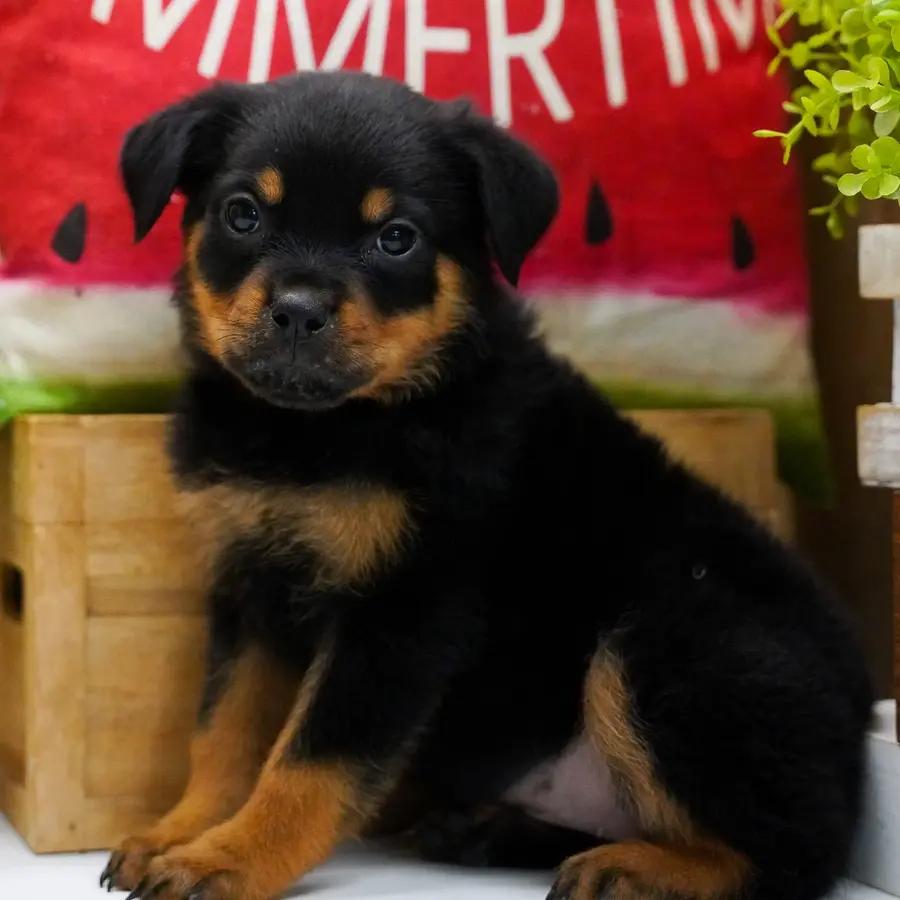 Meet Zori, a Rottweiler puppy