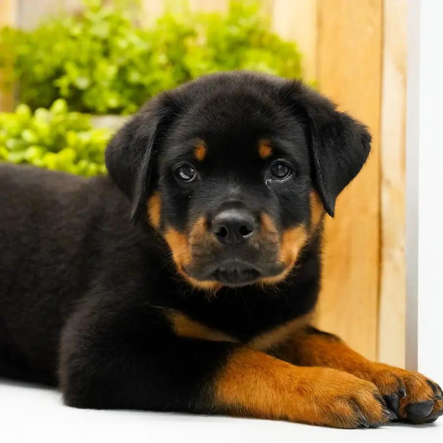 Meet Amos, a Rottweiler puppy