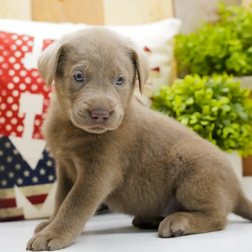 Rose an adorable Labrador Retriever puppy