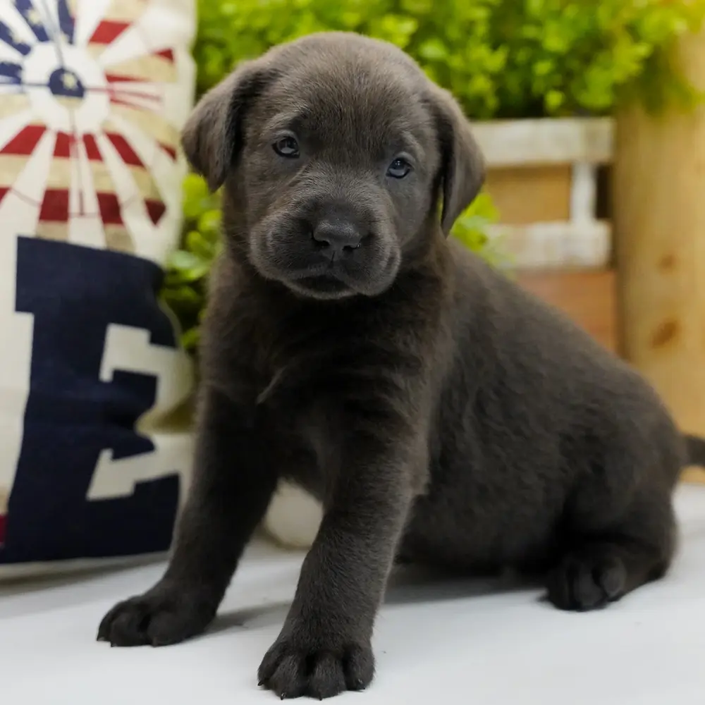 Lorelie an adorable Labrador Retriever puppy