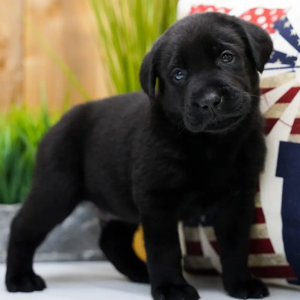 Dagen an adorable Labrador Retriever puppy