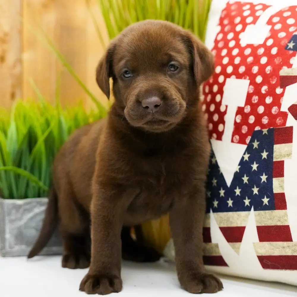 Waylon an adorable Labrador Retriever puppy