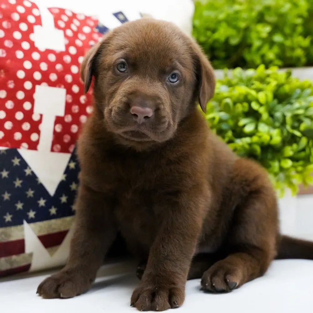 Meet Braxton, a Labrador Retriever puppy