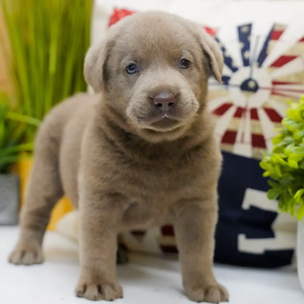 Linx an adorable Labrador Retriever puppy