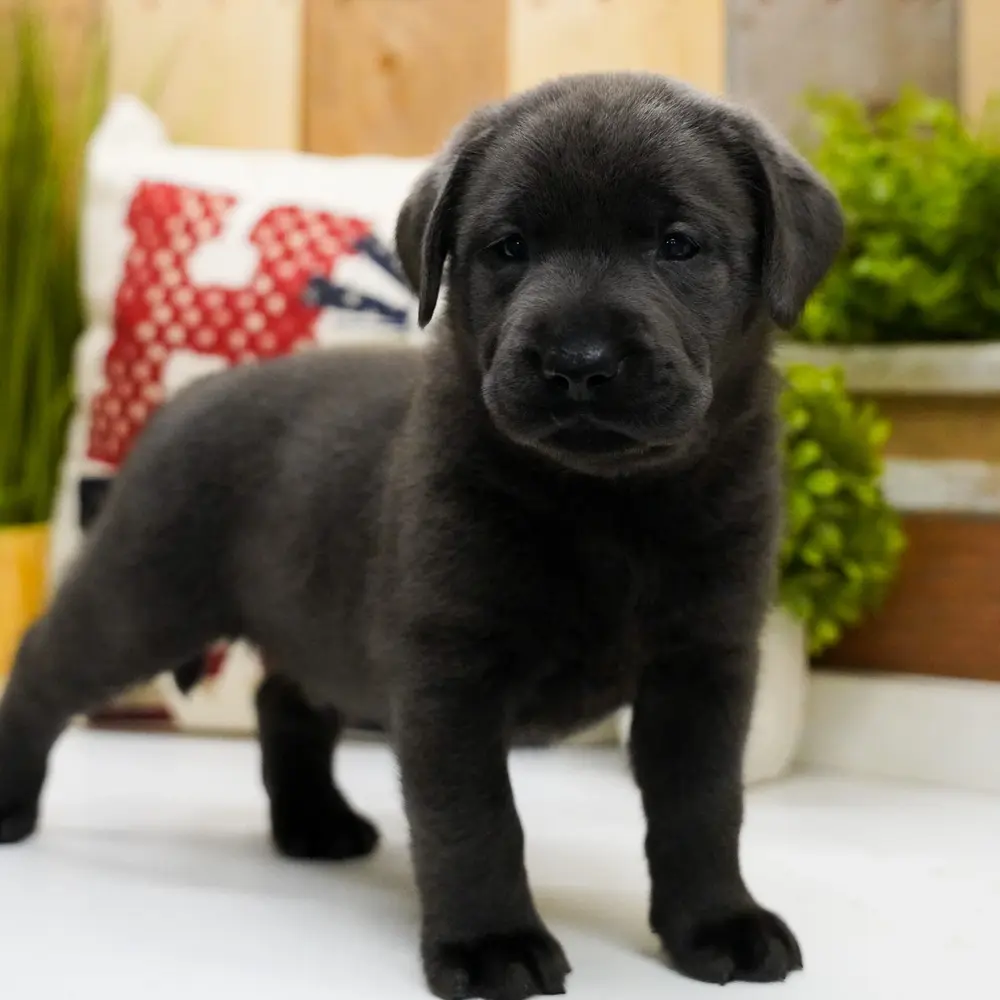 Meet Cody, a Labrador Retriever puppy