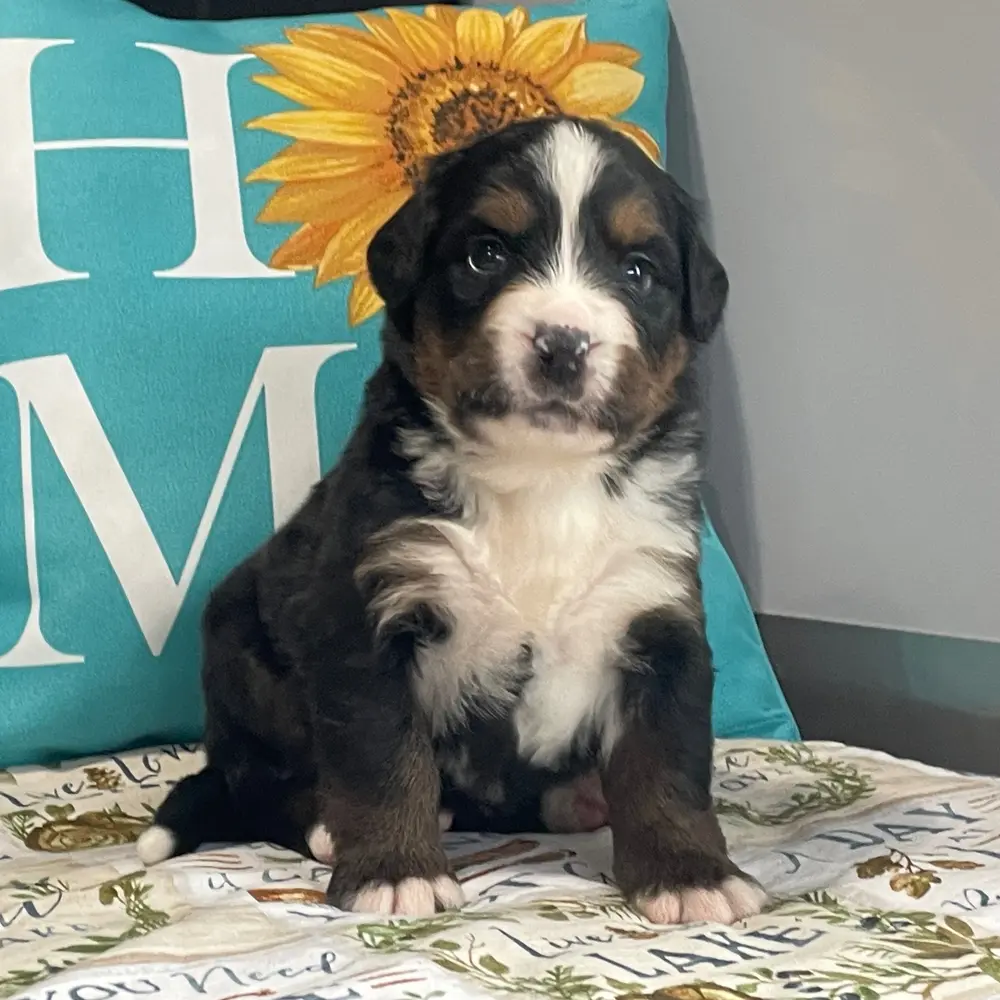 Meet Blake, a Bernese Mountain Dog puppy