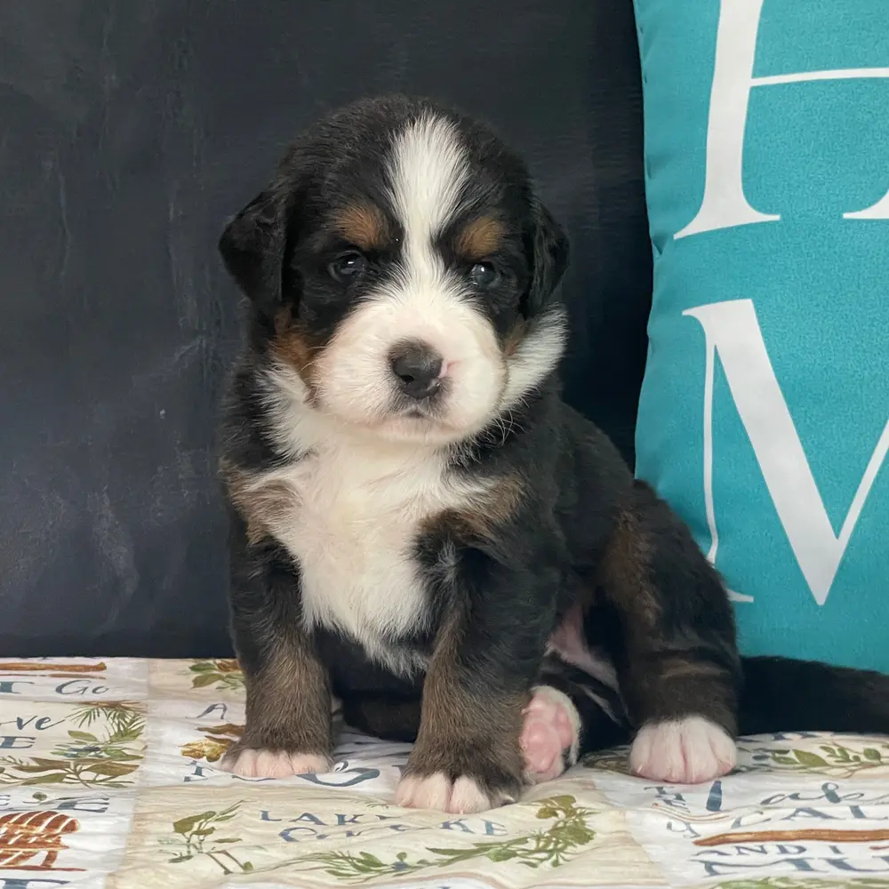 Meet Brayden, a Bernese Mountain Dog puppy