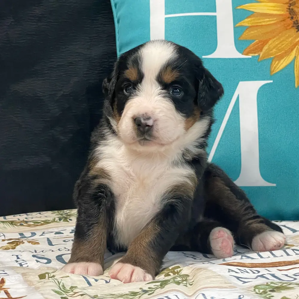 Meet Brielle, a Bernese Mountain Dog puppy