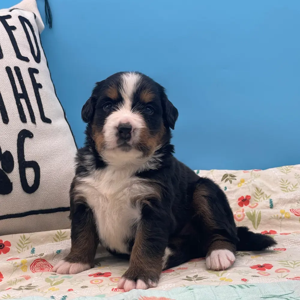 Brianna an adorable Bernese Mountain Dog puppy
