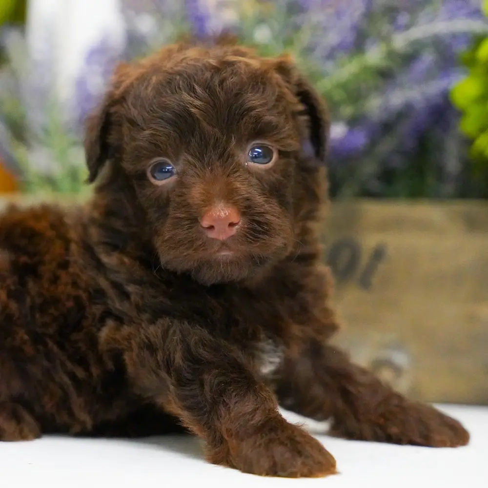 Chester an adorable Yorkie Poo puppy