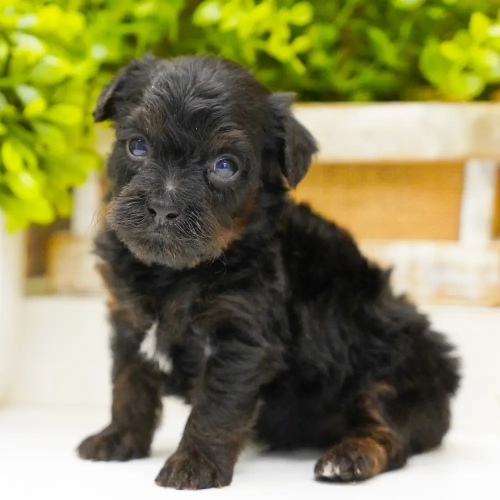 Smitty an adorable Yorkie Poo puppy