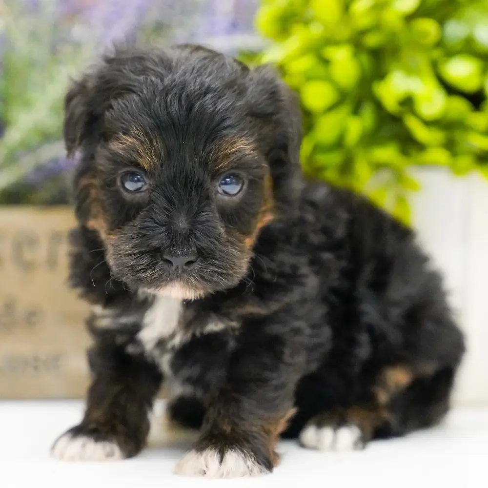 Meet Becker, a Yorkie Poo puppy
