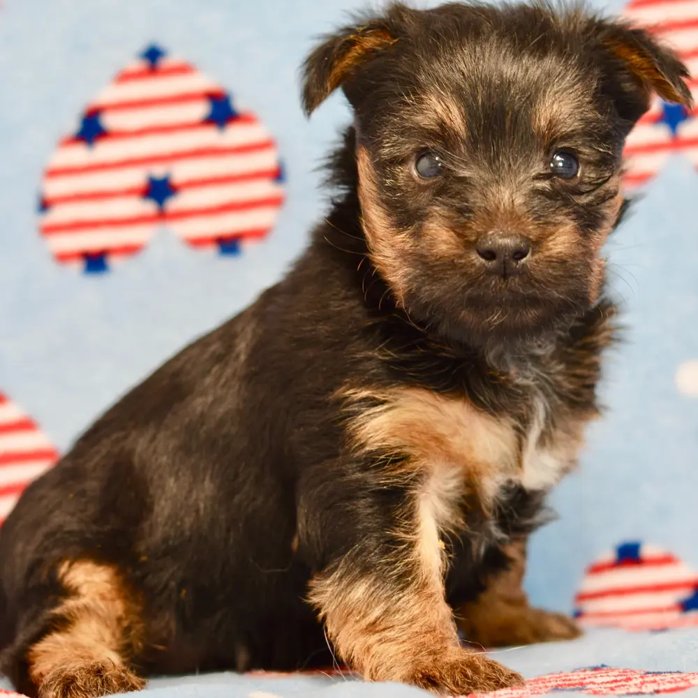Meet Clara, a Silky Terrier puppy