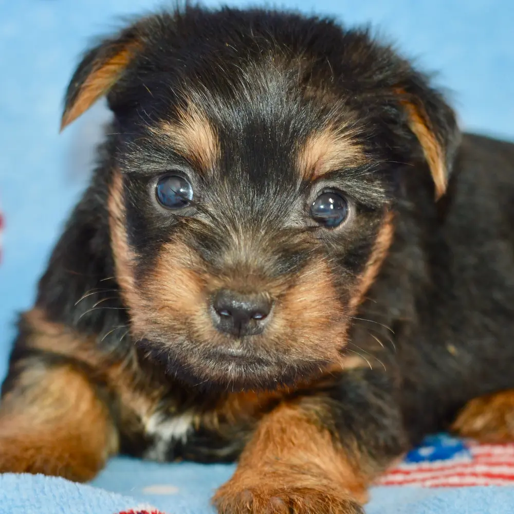 Meet Cal, a Silky Terrier puppy
