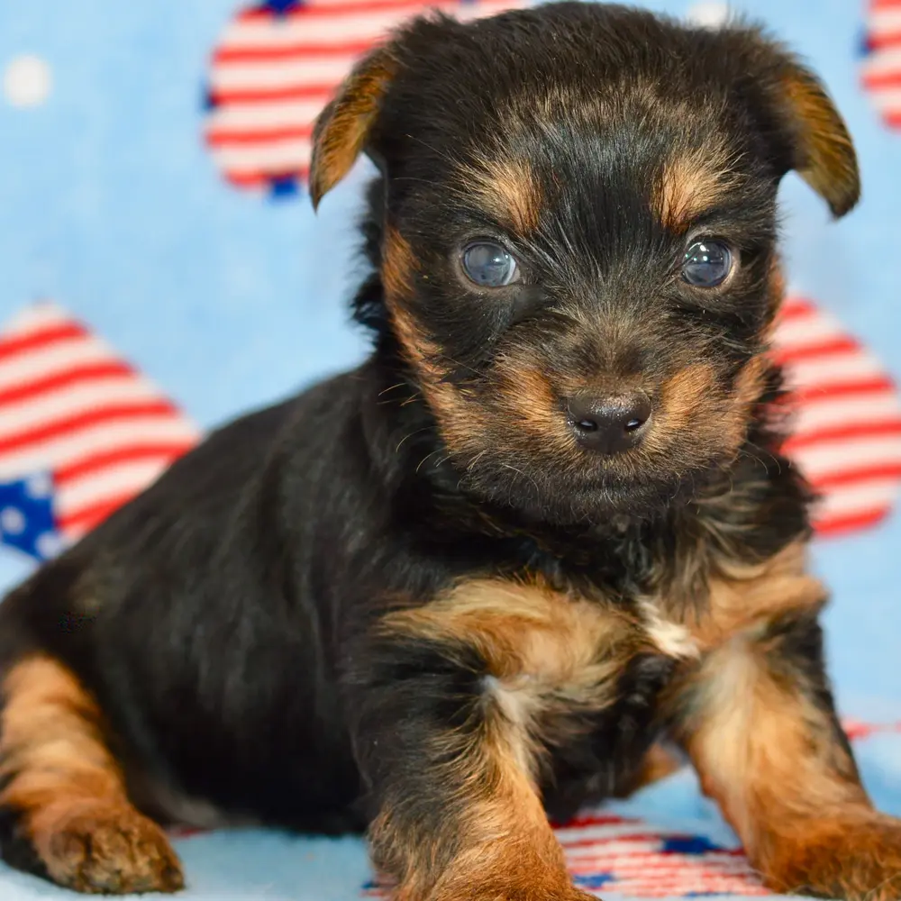 Cannon an adorable Silky Terrier puppy