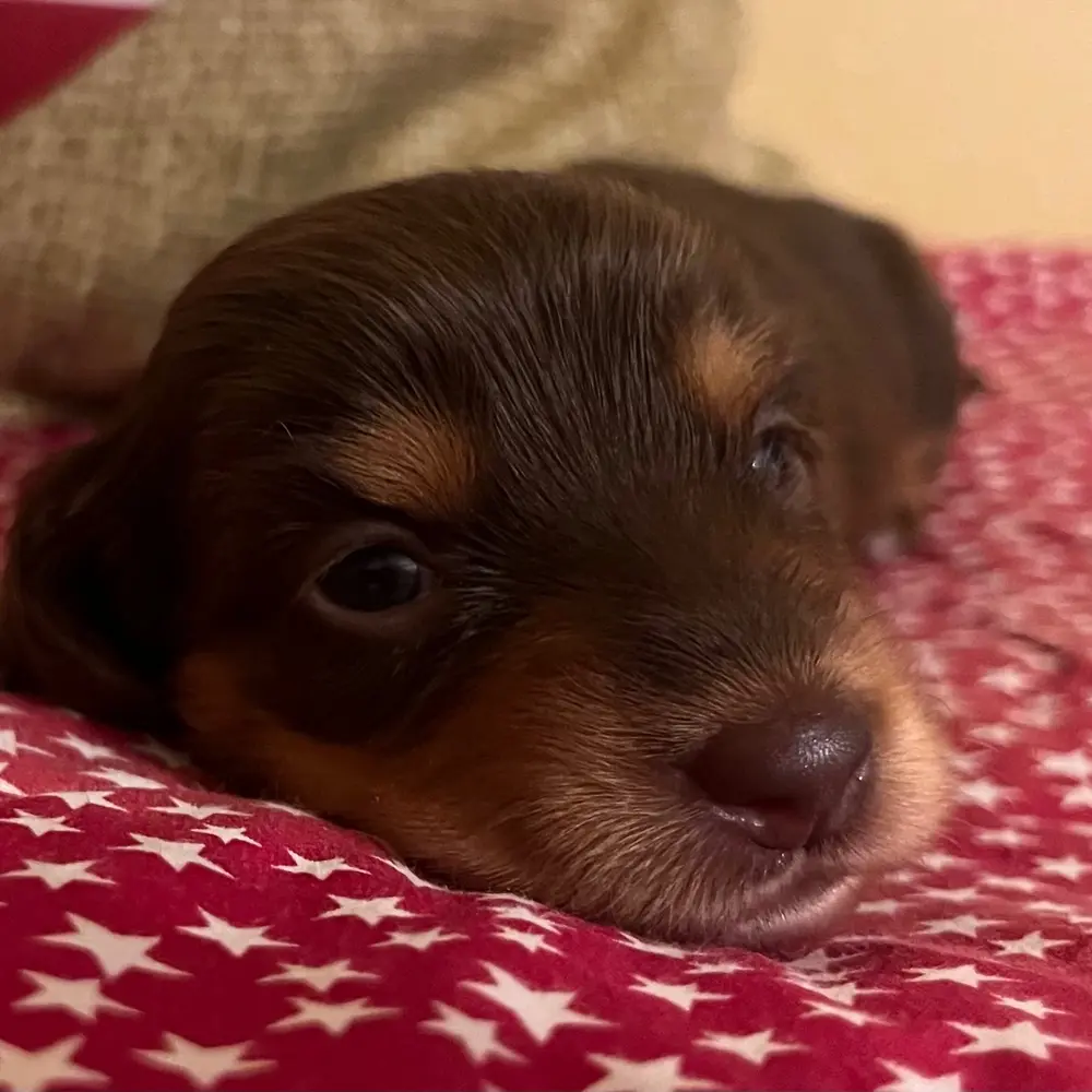 Meet Hazel, a Dachshund puppy