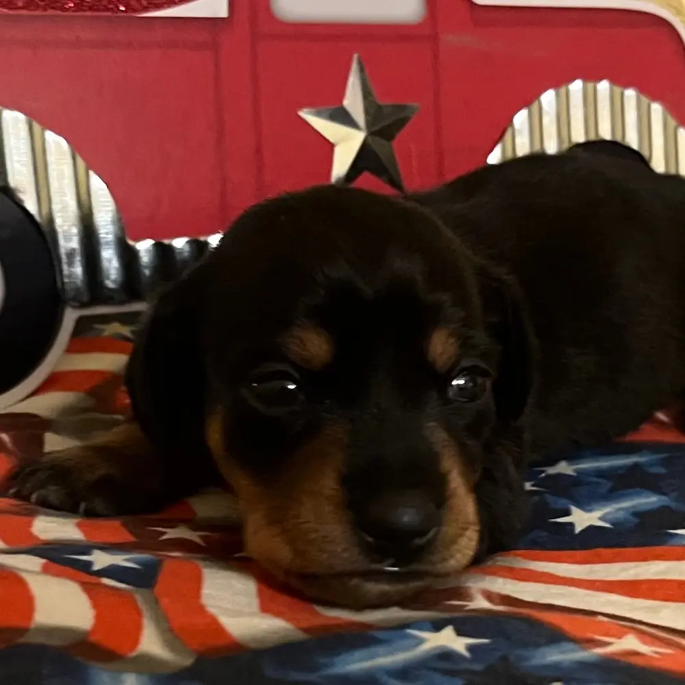 Meet Maisey, a Dachshund puppy
