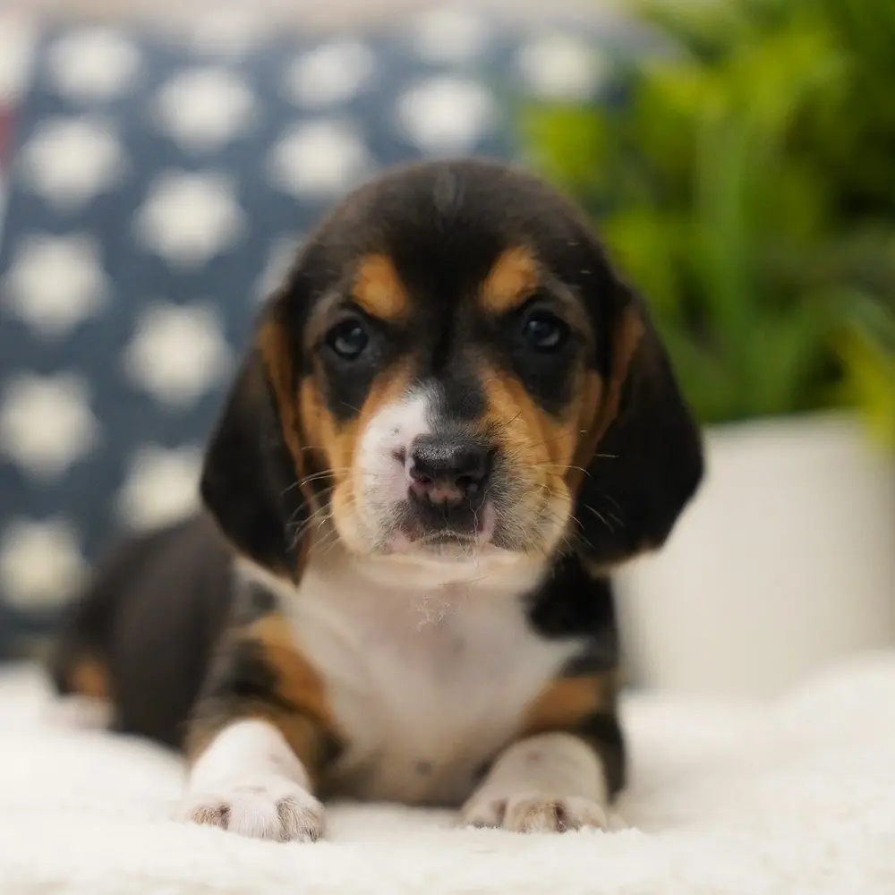 Meet Angel, a Beagle puppy